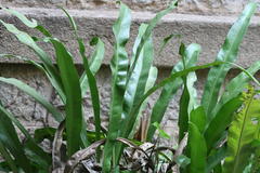 Microsorum punctatum